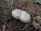 Entoloma rhodopolium image