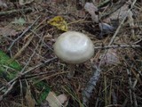 Entoloma rhodopolium image