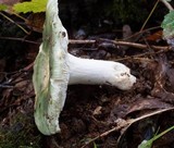 Russula subgraminicolor image