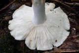Russula subgraminicolor image