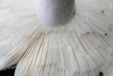 Russula subgraminicolor image