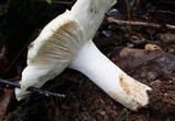 Russula subgraminicolor image