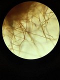 Ganoderma brownii image