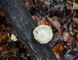 Pholiota polychroa image