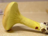 Pulveroboletus ravenelii image