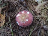 Russula vinosa image