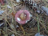 Russula vinosa image