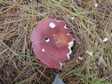 Russula vinosa image