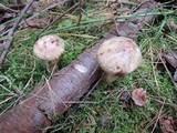 Suillus viscidus image