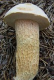 Austroboletus subflavidus image