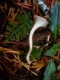 Aphroditeola olida image