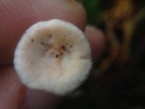 Aphroditeola olida image