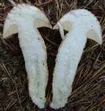 Austroboletus subflavidus image