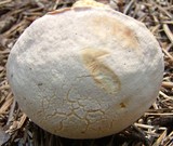 Austroboletus subflavidus image