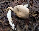 Rhodocollybia maculata image