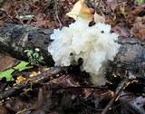 Tremella fuciformis image
