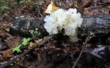 Tremella fuciformis image
