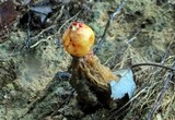 Calostoma cinnabarinum image