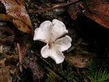 Stereopsis humphreyi image
