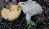 Lactarius croceus image