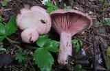 Lactarius subpurpureus image