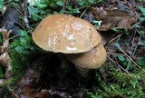Suillus acidus image