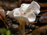 Stereopsis humphreyi image