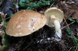 Suillus acidus image