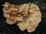 Laetiporus cincinnatus image
