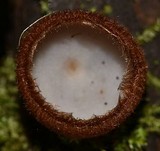 Humaria hemisphaerica image