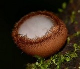 Humaria hemisphaerica image