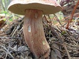 Boletus subcaerulescens image