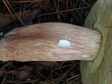 Boletus subcaerulescens image
