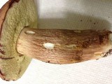 Boletus subcaerulescens image