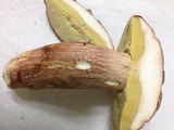 Boletus subcaerulescens image