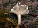 Stereopsis humphreyi image