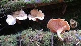 Hygrophoropsis aurantiaca image
