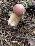 Boletus subcaerulescens image