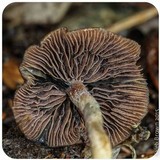 Psilocybe baeocystis image