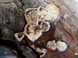 Poronidulus conchifer image