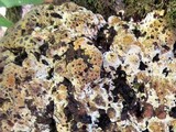 Inonotus dryadeus image