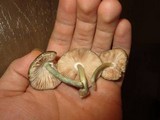 Pluteus americanus image