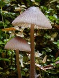 Mycena purpureofusca image