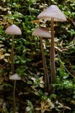 Mycena purpureofusca image