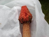 Phallus rubicundus image