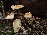 Gymnopus peronatus image