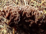 Thelephora palmata image