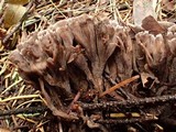 Thelephora palmata image