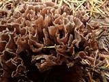 Thelephora palmata image
