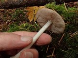 Pluteus brunneidiscus image